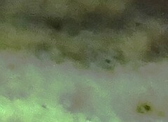 Hymenochaete rubiginosa