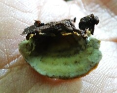 Hymenochaete rubiginosa