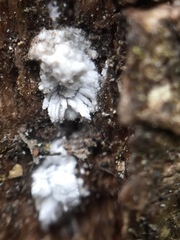 Scutare lanuginosa