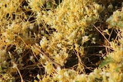 Cuscuta