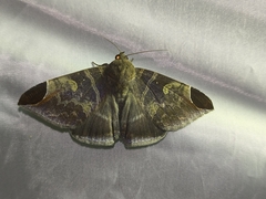 Pindara