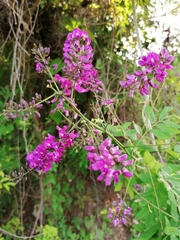 Lonchocarpus
