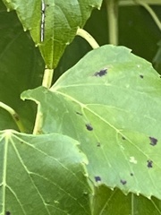 Ampelopsis cordata