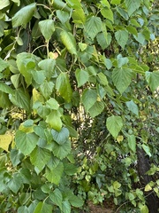 Ampelopsis cordata