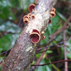 Anthracophyllum archeri