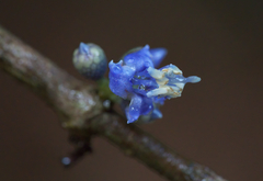 Pternandra coerulescens