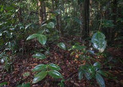 Pternandra coerulescens