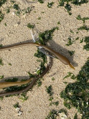 Laminariaceae