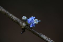 Pternandra coerulescens