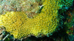 Dichocoenia stokesii