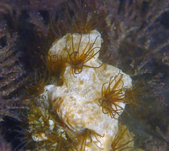 Dodecaceria fewkesi
