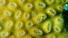 Dichocoenia stokesii