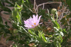 Xylorhiza