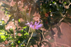 Xylorhiza