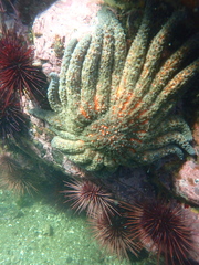 Pycnopodia helianthoides