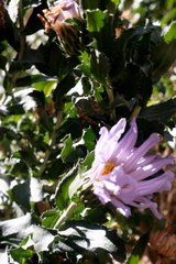 Xylorhiza