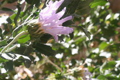 Xylorhiza