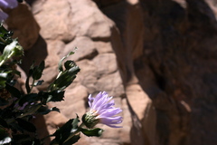 Xylorhiza
