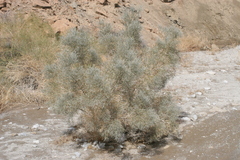 Psorothamnus spinosus