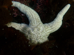 Pisaster brevispinus