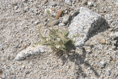 Johnstonella angustifolia