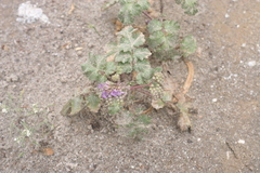 Phacelia crenulata