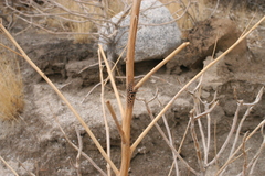 Chaenactis carphoclinia