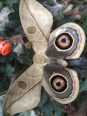 Leucanella