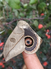 Leucanella