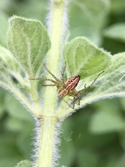 Oxyopes gracilipes