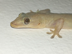 Hemidactylus frenatus