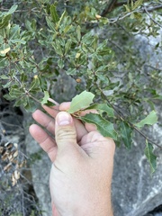 Quercus vaseyana