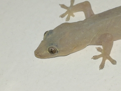 Hemidactylus frenatus