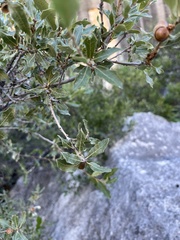 Quercus vaseyana