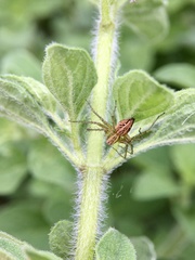 Oxyopes gracilipes