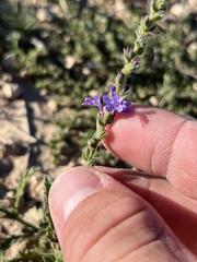 Verbena canescens