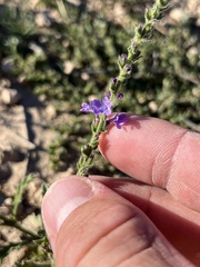 Verbena canescens