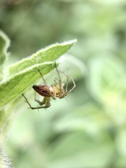 Oxyopes gracilipes