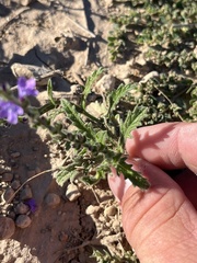 Verbena canescens