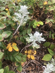 Artemisia stelleriana