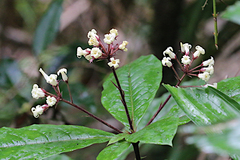 Pittosporum rubiginosum