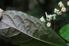 Pittosporum rubiginosum