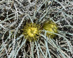 Banksia bella