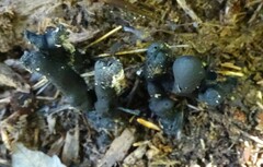 Xylaria polymorpha