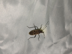 Physopelta quadriguttata