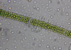 Hyalotheca