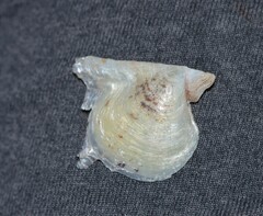 Pinctada imbricata