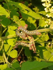 Didugua argentilinea