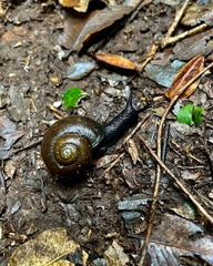 Macrocyclis peruvianus