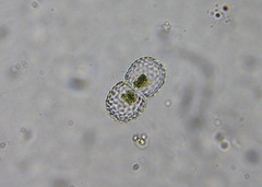Cosmarium